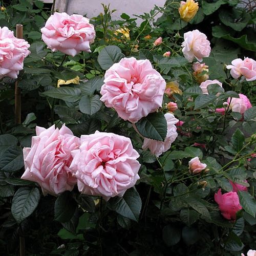 Ružovobroskyňová - Stromkové ruže s kvetmi anglických ružístromková ruža s rovnými stonkami v korune